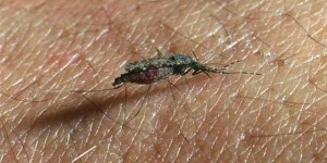Mosquito que transmiste a malária