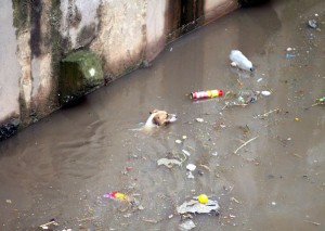 Cachorro é flagrado nadando no Rio Tietê