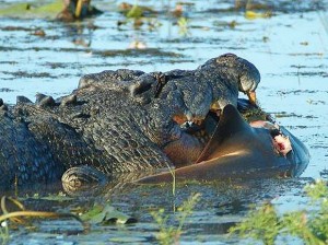 crocodilo gigante vence luta e come tubarão de 3 m
