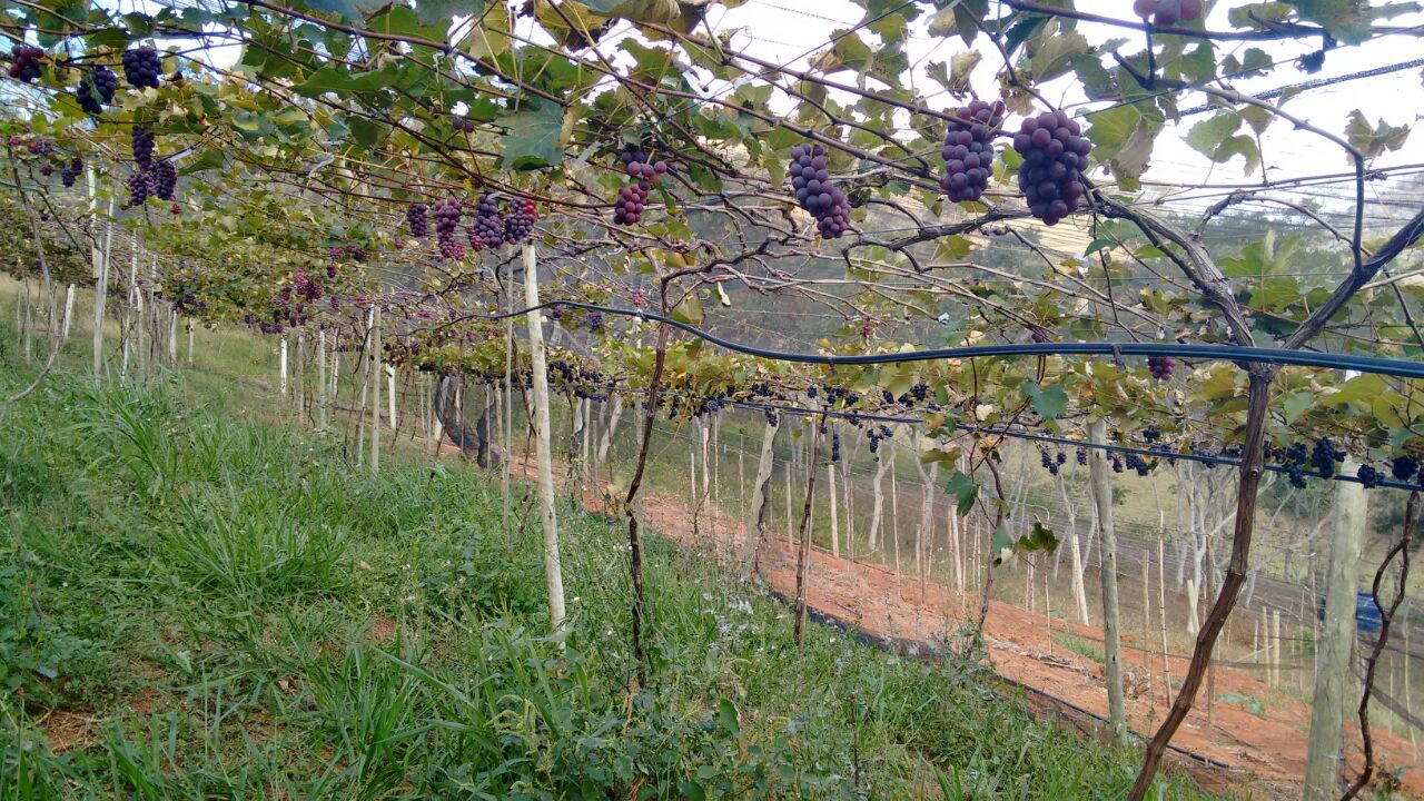 Segundo Emater-Rio, a vegetacao de cobertura alta no cultivo de uva ajuda a proteger e nutrir o solo