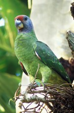 papagaiodecararoxa