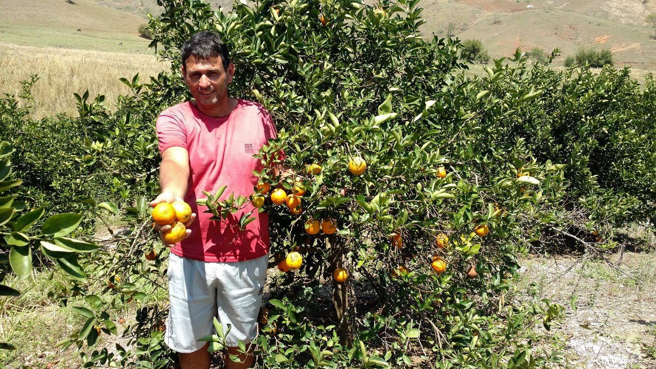 Produtor Carlos Roberto Marinho quer triplicar plantação de laranja a partir do ano que vem. Foto: Aline Proença