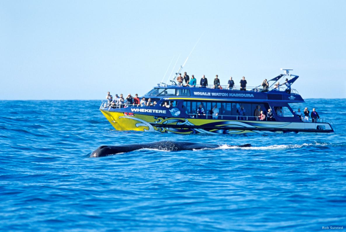 whale-watch-canterbury-credito-rob-suisted