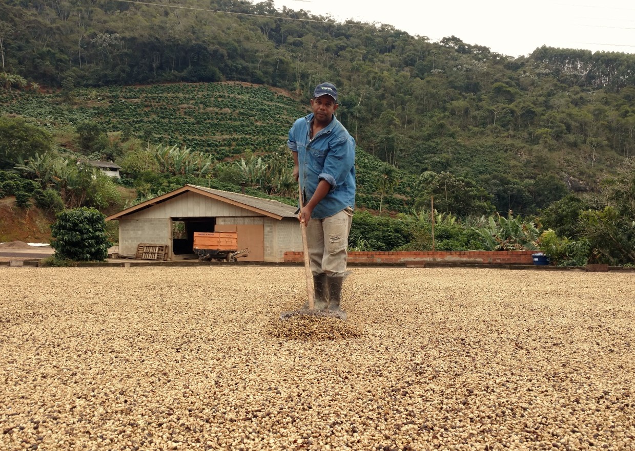 fazenda-de-cafe-em-varre-sai-adensamento-deve-otimizar-produtividade-do-cafezal-foto-aline-proenca