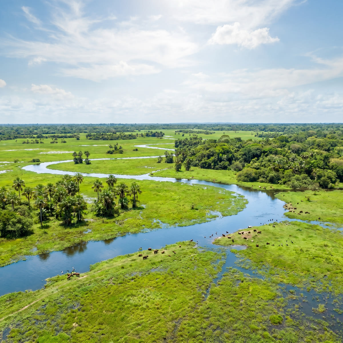 Rio sinuoso no Pantanal